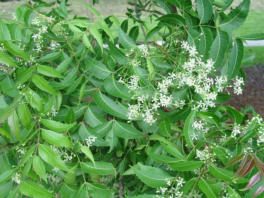 Neem - Ulei esențial (10 ml sau 30 ml)