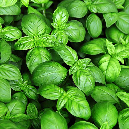 Basilic