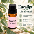 Eucalipt – Ulei Esențial
