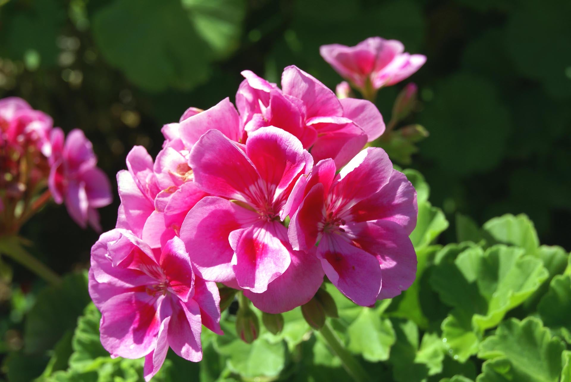 Geranium - Ulei esențial (10, 30, 50 sau 100 ml)