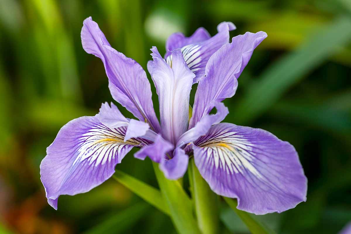 Iris - Ulei esențial (10 ml sau 30 ml)