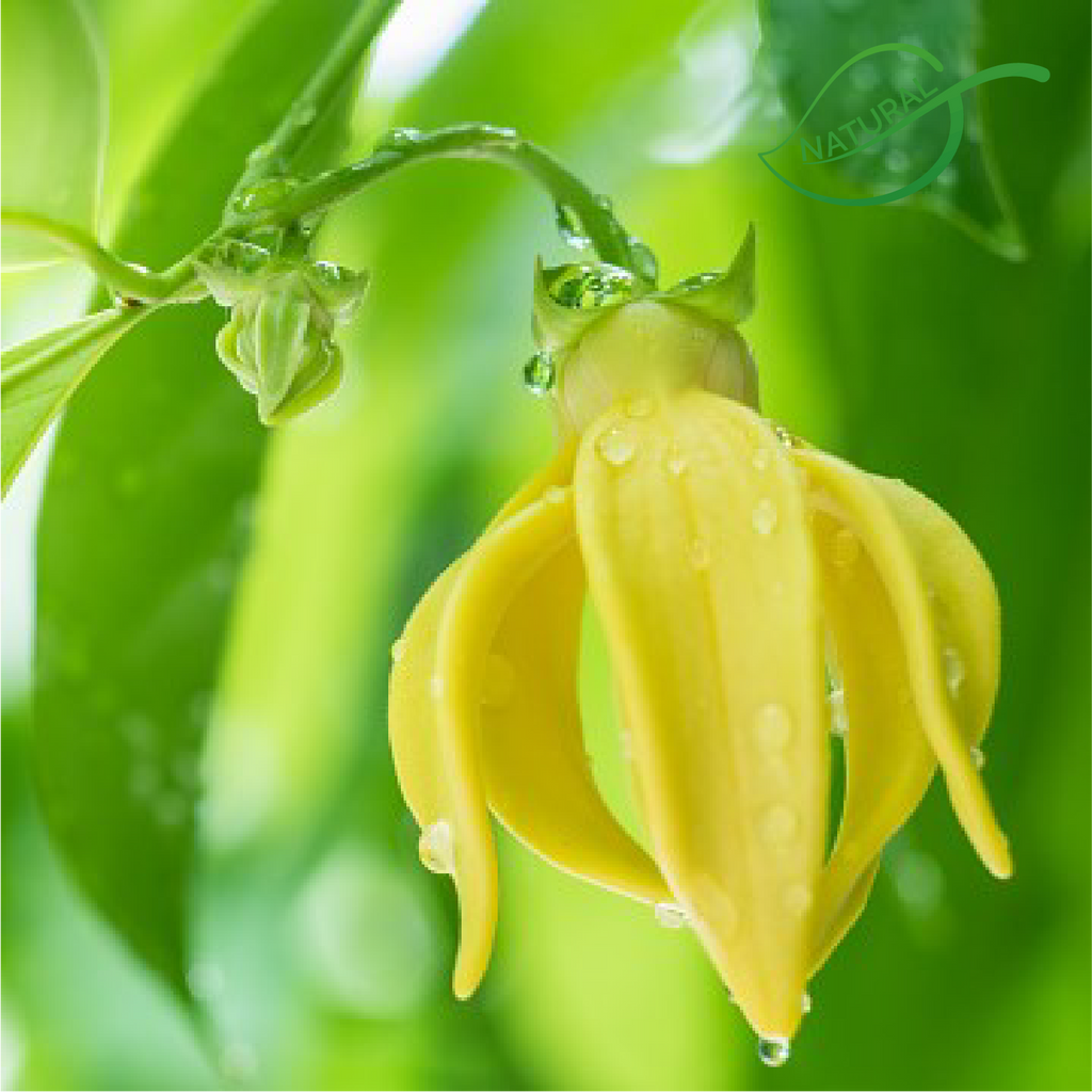 Ylang Ylang - Ulei esențial (10 ml sau 30 ml)