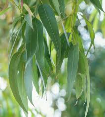 Eucalyptus