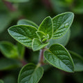 Oregano - Ulei esențial (10 ml sau 30 ml)