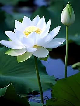Lotus Alb (10 ml sau 30 ml)