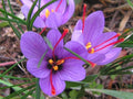 Ulei esențial Sofran – aromaterapie naturală – Adevar si Lecuire