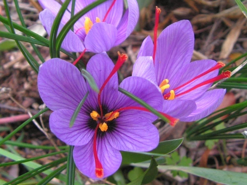 Ulei esențial Sofran – aromaterapie naturală – Adevar si Lecuire