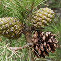 Ulei esențial Pin – aromaterapie naturală – Adevar si Lecuire